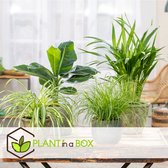 Plant in a Box - Mix van 4 diervriendelijke planten - Luchtzuiverende groene kamerplanten - Pot 12cm - Hoogte 20-40cm