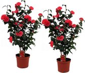 Plant in a Box - Set van 2 Camellia Japonica - Pot ⌀19cm - Hoogte ↕ 60-70cm - Winterhard - Japanse Roos - Tuinplant
