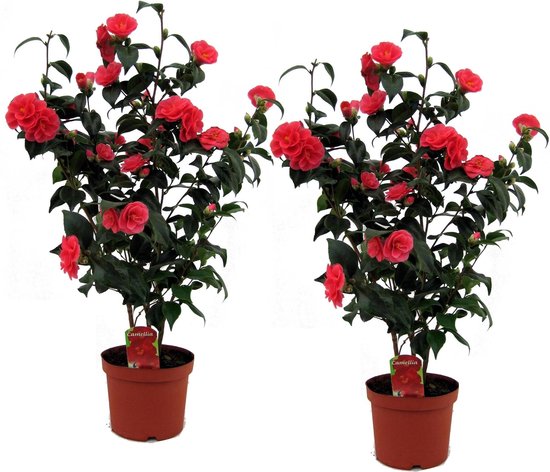 Plant in a Box - Set van 2 Camellia Japonica - Winterhard - Japanse Roos - Tuinplant - Pot ⌀19cm - Hoogte ↕ 60-70cm - Leuk voor Valentijn!