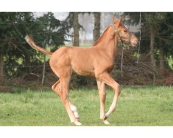 Horsefood Veulenmelk 10 kg