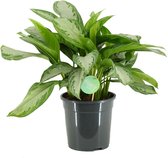 Aglaonema Silverbay ↨ 60cm - planten - binnenplanten - buitenplanten - tuinplanten - potplanten - hangplanten - plantenbak - bomen - plantenspuit