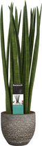 Sansevieria Cylindrica spaghetti in Mica sierpot Carrie (donkergrijs) ↨ 70cm - planten - binnenplanten - buitenplanten - tuinplanten - potplanten - hangplanten - plantenbak - bomen - plantens