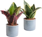 Duo Sansevieria in Laos keramiek (blauw) ↨ 15cm - 2 stuks - planten - binnenplanten - buitenplanten - tuinplanten - potplanten - hangplanten - plantenbak - bomen - plantenspuit