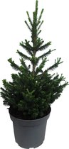 Kerstboom Picea abies Will's Zwerg ↨ 80cm - hoge kwaliteit planten