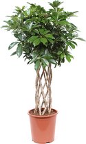 Schefflera Arboricola compacta ↨ 100cm - planten - binnenplanten - buitenplanten - tuinplanten - potplanten - hangplanten - plantenbak - bomen - plantenspuit