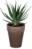 Aloë arborescens met bruin grijze terracotta pot ↨ 45cm - hoge kwaliteit planten