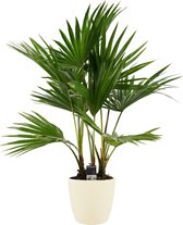 Livistona rotundifolia 3pp met Elho brussels soap ↨ 100cm - hoge kwaliteit planten