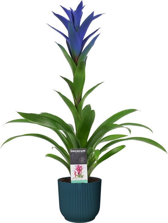 Decorum Guzmania Ocean Blue in ELHO ® Vibes Fold Rond (diepblauw) ↨ 55cm - planten - binnenplanten - buitenplanten - tuinplanten - potplanten - hangplanten - plantenbak - bomen - plantenspuit