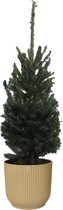 Kerstboom Picea glauca Super Green in ELHO ® Vibes Fold Rond (botergeel) ↨ 70cm - hoge kwaliteit planten