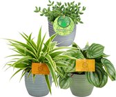 Trio Chlorophytum ocean, Delosperma echinatum en Peperomia Argyreia ↨ 20cm - 3 stuks - hoge kwaliteit planten