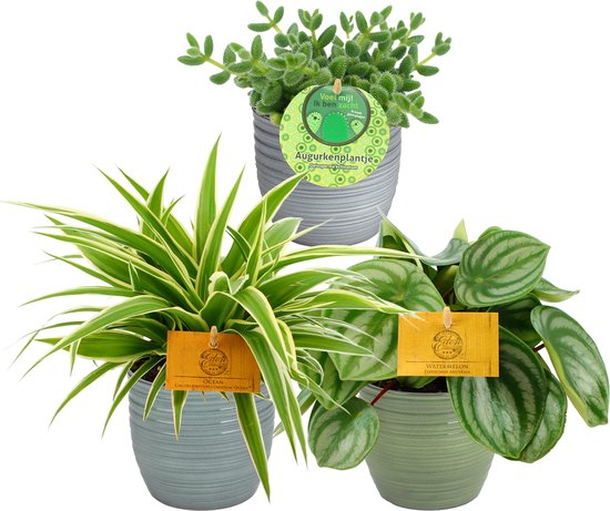 Trio Chlorophytum ocean, Delosperma echinatum en Peperomia Argyreia ↨ 20cm - 3 stuks - planten - binnenplanten - buitenplanten - tuinplanten - potplanten - hangplanten - plantenbak - bomen - plantenspuit