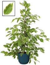 Ficus benjamina ‘Golden King’ in ELHO Vibes Fold Rond sierpot  (diepblauw) ↨ 105cm - planten - binnenplanten - buitenplanten - tuinplanten - potplanten - hangplanten - plantenbak -