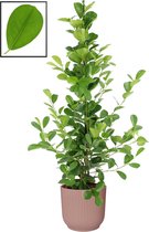 Ficus microcarpa moclame in ELHO Vibes Fold Rond sierpot  (delicaat roze) ↨ 105cm - planten - binnenplanten - buitenplanten - tuinplanten - potplanten - hangplanten - plantenbak - bomen - pla
