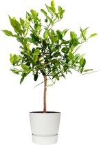 Citrus Hystrix in ELHO outdoor sierpot Greenville Rond (wit) ↨ 85cm - hoge kwaliteit planten
