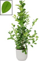 Ficus microcarpa moclame in ELHO Vibes Fold Rond sierpot  (zijdewit) ↨ 105cm - planten - binnenplanten - buitenplanten - tuinplanten - potplanten - hangplanten - plantenbak - bomen - plantens