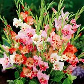 Gladiool Nanus Gemengd 50 stuks - Zwaardlelie - Gladiolus