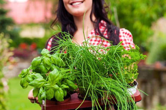 Foto: Kruidentuin 6 soorten kruidenplanten maggi munt citroenmelisse curry rozemarijn tijm herbs kruidenplanten tuinplanten