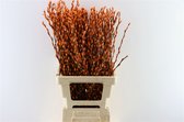 Salix katjes Oranje - Verse Droogbloemen - 80cm - GRATIS BEZORGING