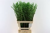 Salix katjes Groen - Verse Droogbloemen - 80cm - GRATIS BEZORGING