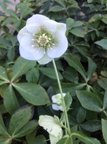 3 x Helleborus orientalis 'Pretty Ellen White' - Nieskruid - Winterbloeier in pot 9 x 9 cm