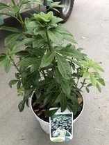 Choisya Ternata - Mexicaanse Oranjebloesem , Glansmispel 25-30 cm in pot