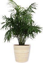 Kamerplant Chamaedorea Elegans - ± 60cm hoog – 19cm diameter - in Bamboe pot