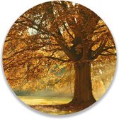 Wandcirkel Herfst Boom | ⌀ 80 cm | Wanddecoratie | Muurcirkel Binnen | Forex | Ronde Schilderijen