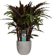 FloriaFor - Calathea Elgergrass In Mica Sierpot Jimmy (lichtgrijs) - - ↨ 50cm - ⌀ 18cm