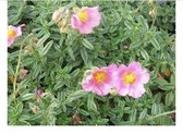 6 x Helianthemum 'Lawrenson's Pink' - ZONNEROOSJE - pot 9 x 9 cm