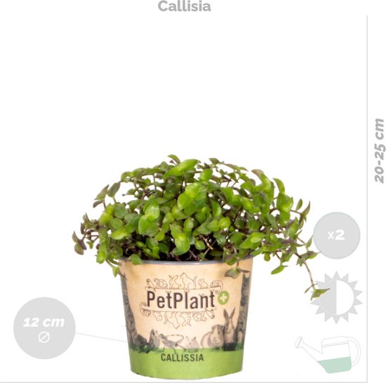 Set 3 Piante Da Interno Pet-Friendly: Cyperus, Chlorophytum, Callisia | Vaso ⌀12 Cm, Altezza 15-25 Cm