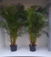 Areca kamerplant 200+cm, een sierraad in je kamer/kantoor. Zet hem in het licht en voldoende water, dan is dit een dankbare plant!
