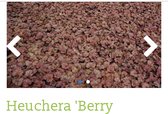 6 x Heuchera 'Berry Smoothie - PURPERKLOKJE - pot 9 x 9 cm