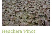 6 x Heuchera 'Pinot Gris' - PURPERKLOKJE - pot 9 x 9 cm