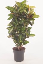 FloriaFor - Codiaeum Petra - - ↨ 100cm - ⌀ 27cm