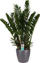 FloriaFor - Kentia Palm - - ↨ 120cm - ⌀ 27cm