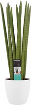 FloriaFor - Sansevieria Cylindrica Straight Met Elho Brussels White - - ↨ 70cm - ⌀ 17cm