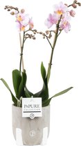 FloriaFor  - Phalaenopsis 2 Tak Roze In Pot Jade - Vers Van De Kweker - ↨ 45cm - ⌀ 12cm