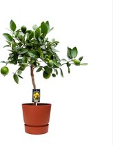 FloriaFor - Citrus Lime In ELHO Outdoor Sierpot Greenville Rond (brique) - - ↨ 80cm - ⌀ 25cm