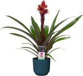 Mama's Planten -   Guzmania Brush In ELHO ® Vibes Fold Rond (diepblauw) - Vers Van De Kweker - ↨ 55cm - ⌀ 14cm