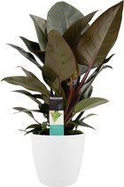 FloriaFor - Philodendron Congo Rojo In ELHO Sierpot Brussels (Wit) - - ↨ 70cm - ⌀ 20cm