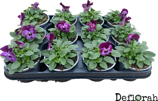 violen - cornuta - kleinbloemig - donker roze - voorjaarsbloeier - tuinplant - deflorah