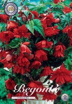 3 x Begonia | Pendula Red