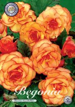 3 x Begonia | Picotee Yellow-Red