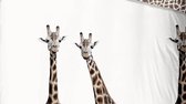 Housse de Couette Good Morning Girafe - Junior - 120x150 cm - Ecru