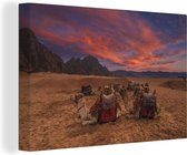 Canvas Schilderij Kamelen in de Sahara woestijn tijdens de zonsondergang - 120x80 cm - Wanddecoratie