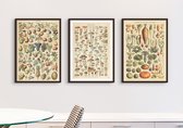 Vintage Posterset - Fotowand -  Adolphe Millot - Groenten - Fruit - Paddestoelen - Collage