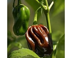 Peper zaden - Habanero Chocolate