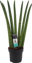 Sansevieria Cylindrica - Hoogte: ↑ 35 cm -