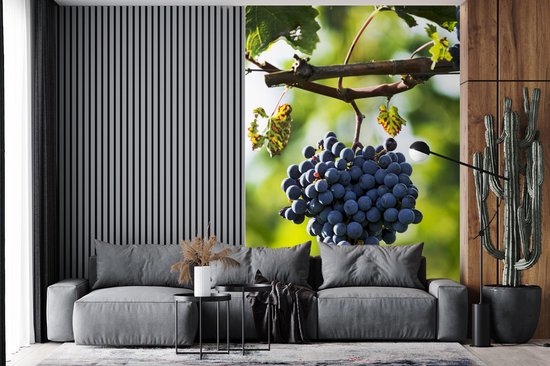 Papier peint - Papier peint photo Grappe solitaire de raisins violets en Italie - Largeur 145 cm x hauteur 220 cm