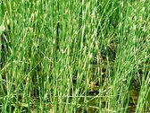 Bonte zebrabies (Scirpus teabernimontani 'Zebrinus') - Vijverplant - 3 losse planten - Om zelf op te potten - Vijverplanten webshop